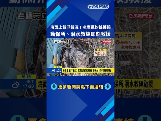 海面上載浮載沉! 老鷹遭釣線纏繞險溺斃 動保所即刻救援－民視新聞