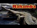 Mahamba 2024 Most Horrifying Discoveries In The Congo That Terrified The World Mahamba 2024 Most Horrifying Discoveries In The Congo That Terrified The World