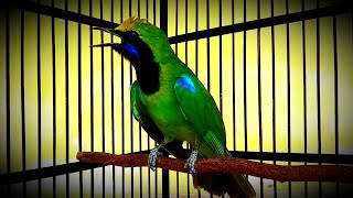 Burung Cucak Hijau Kepala Kuning |CHKK| Gacor Full Ngentrok Materi Kasar