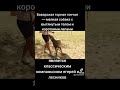 мир животных, редкие породы собак , баварская горная гончая