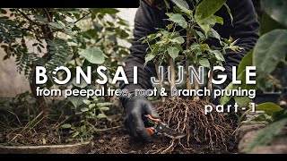 Bonsai jungle from peepal tree #makingbonsai #bonsai #pruning #peepaltree #gardening #gardeninglife
