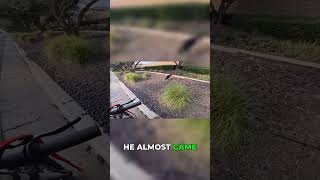 Almost befriended a cat on my e-bike ride!