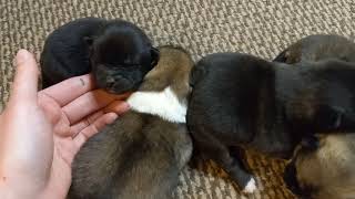 American Akita Puppies - 1 week old - www.ArcticAkitas.com