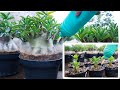 Comment fertiliser pour agrandir les plants dadnium afin quils soient gros  beaucoup de branches