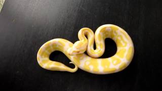 Ball Python Japan Collection 2010 Albino ♂-1