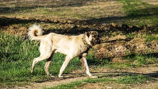 Health Issues to Watch For in Great Pyrenees