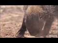 A mongoose