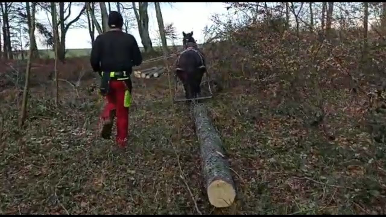 Экспедирование и лесовоз тяговыми лошадьми