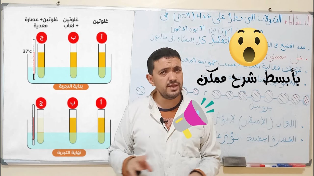 التحولات التي تطرأ على الخبز في مستويات أخرى من الأنبوب الهضمي (الجزء 1 المعدة)