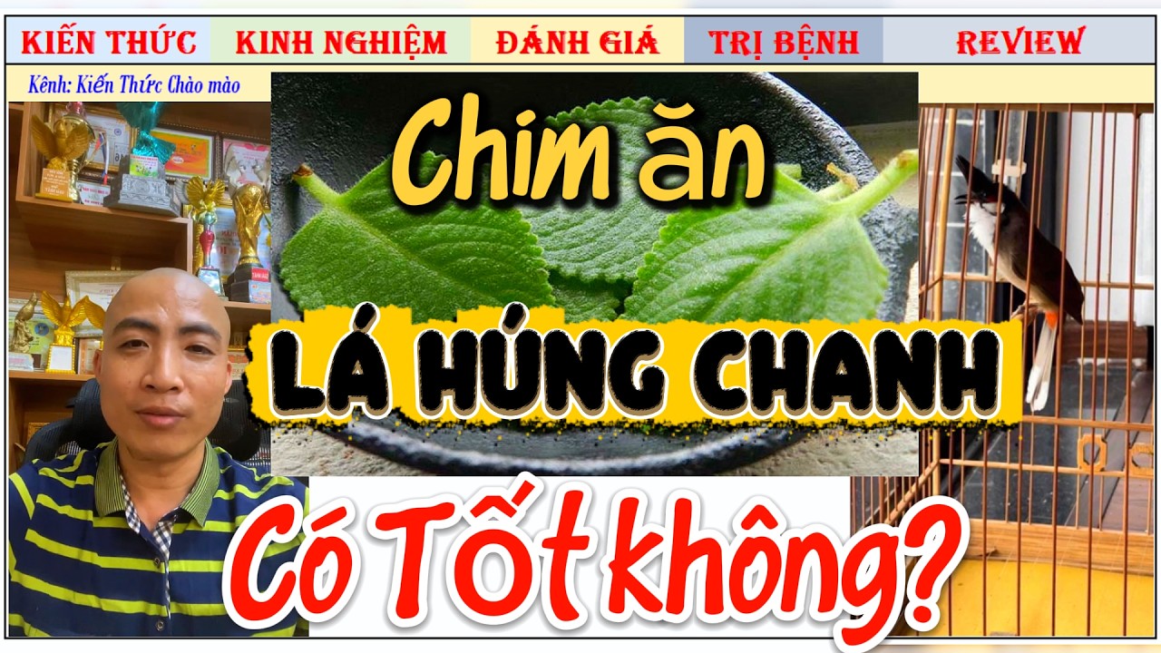 Giải đáp của chuyên gia, cho Chim chào mào ăn Lá Húng Chanh có tốt không?
