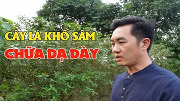 Cây Lá Khổ Sâm Chữa Dạ Dày | Lương Y Triệu Quang