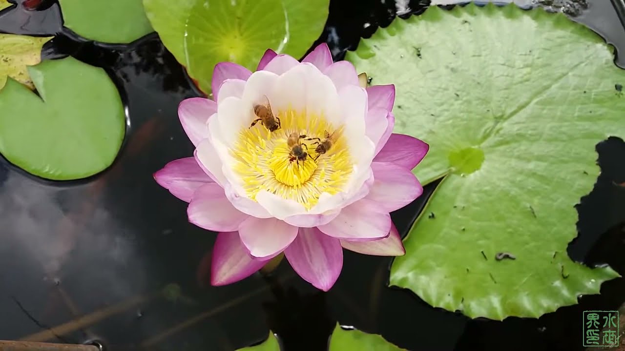 水世界蓮花 澳洲國寶級原生熱帶睡蓮獨家實生培育新品 Water World Star 水世界之星帶花苞成株 Yahoo奇摩拍賣 水世界蓮花 澳洲國寶級原生熱帶睡蓮獨家實生培育新品 Water World Star 水世界之星帶花苞成株 Yahoo奇摩拍賣