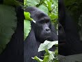 Gorilla Tracking in Bwindi forest - Close-up Encounter.