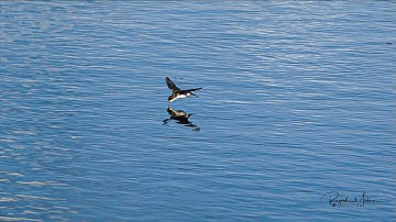 Swallow drinking water on flight