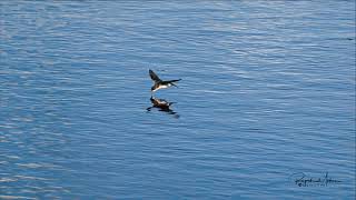 Swallow drinking water on flight