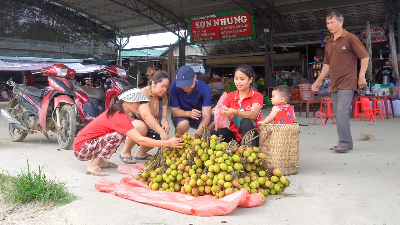 Single Mother Harvests Lychees to Sell at the Country Market - Makes ...
