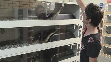 Feeding The Big Snakes : K Brothers Pythons : Two Minute Tip
