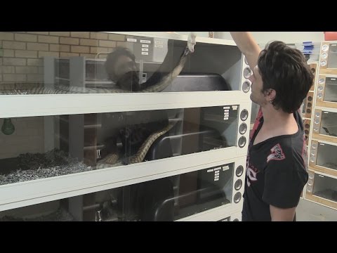 Feeding The Big Snakes : K Brothers Pythons : Two Minute Tip