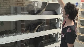Feeding The Big Snakes : K Brothers Pythons : Two Minute Tip Profile