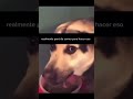 Que pobre 🐕 #memes #chistes #risas #bromasdivertidas #video #viral #funny #shortvideo