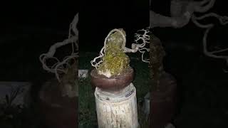 Ulmus Mikro OnTherock Gaya Semi CASCADE. Forsale... #ulmus #ontherock
