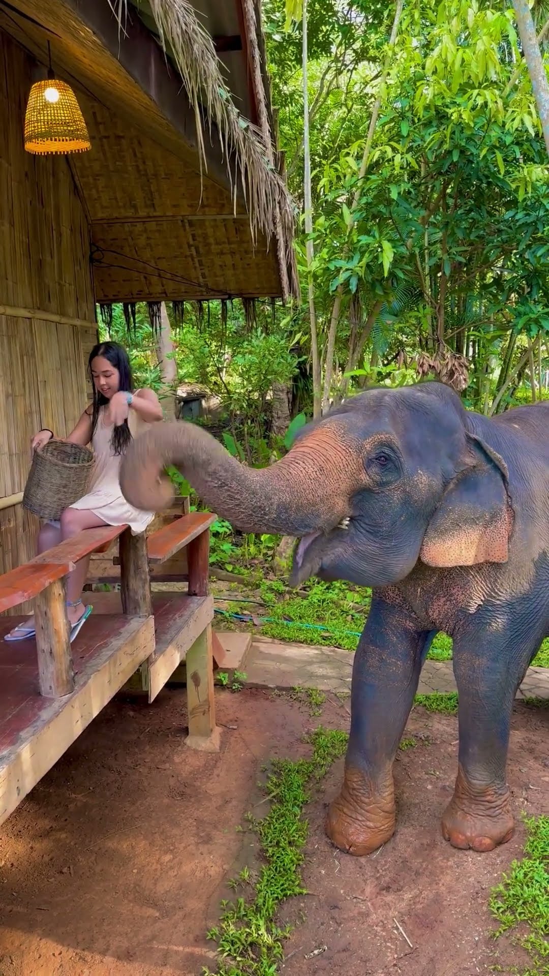 Elephant Enjoys Being Fed Tree Roots by a Woman
