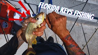 Florida Keys Fishing by 305 Florida Boy 1,333 views 1 month ago 12 minutes, 10 seconds
