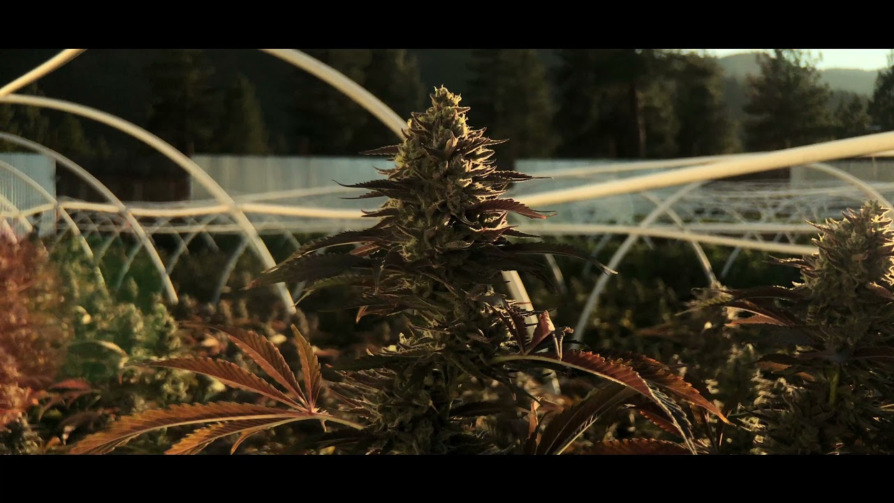 Lazy Bee Gardens 2020 Harvest Promo