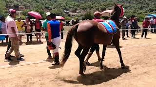 TOMINA (carrera de caballos 2020)