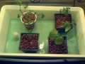 homemade ebb and flow hydroponic systems