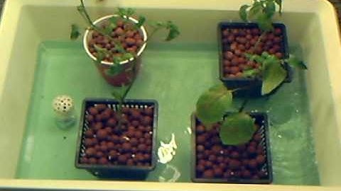 Cheap Ebb abd Flow homemade hydroponics system