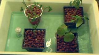 Cheap Ebb abd Flow homemade hydroponics system
