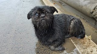 видео: Беспомощная беременная собака, выброшенная из движущейся машины, несколько часов паникует под картинка: Беспомощная беременная собака, выброшенная из движущейся машины, несколько часов паникует под