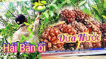 Mưu sinh nghề dừa nước cần giờ