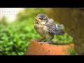 Blue tit chick vs Mr Fluffy the cat - BBC