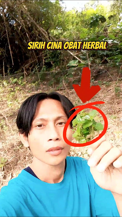 DAUN SIRIH CINA ‼️METODE PENYEMBUHAN DARI HERBAL#shorts #survival #petualangan