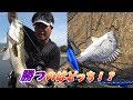 エビ撒き釣りvsルアー　どちらが多くの魚を釣ることが出来たのか！？