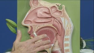 Daytime Ohio ENT Allergy Physicians