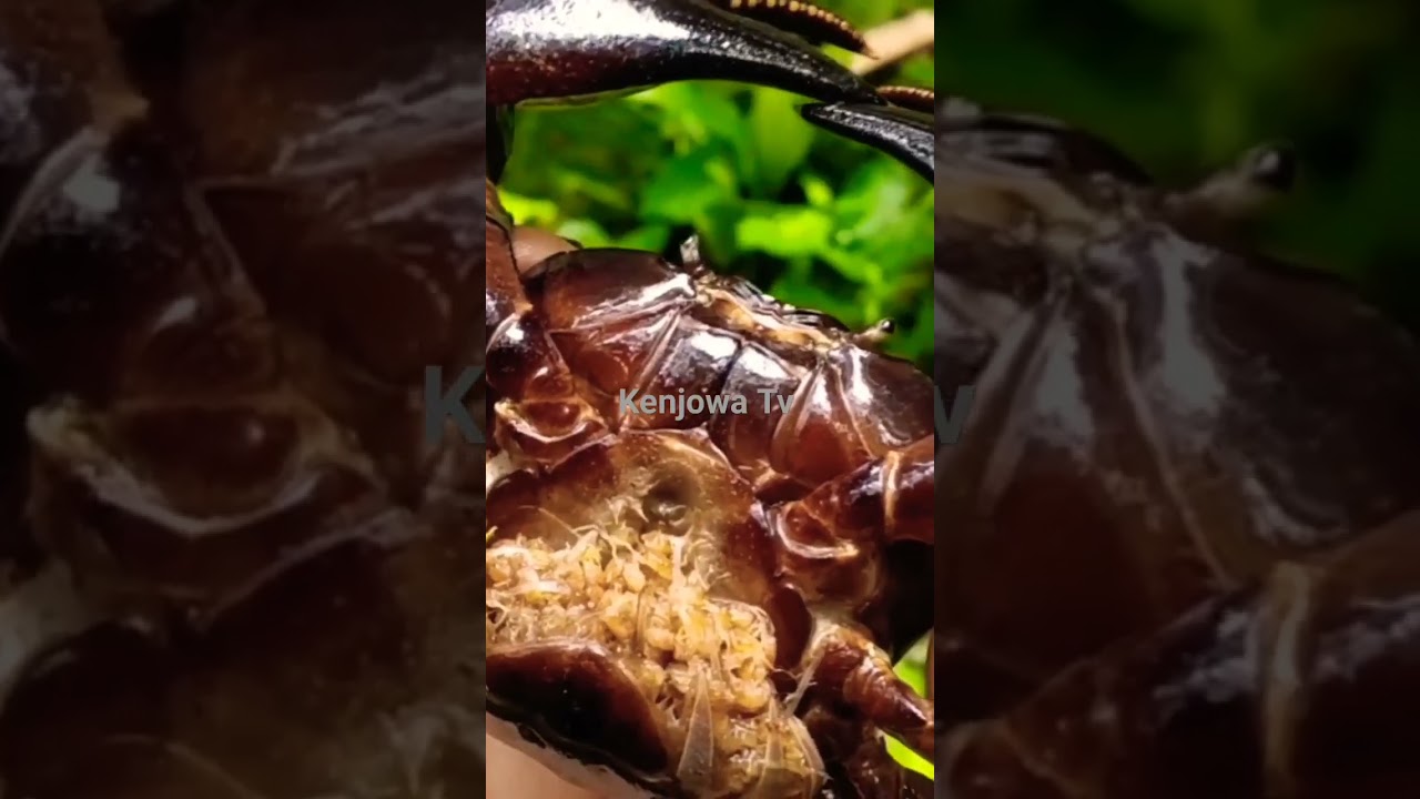 ❣️~Dabe ~💗 shorts video 