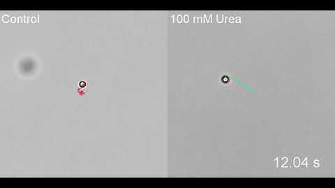 [IBEC] Smart nano-bio-devices group - Self-Propulsion of Non-Janus Urease-Powered Micromotors 2