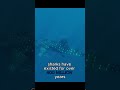Sharks Are Older Than Trees 🌳🦈 | Did You Know? #shorts #didyouknow #ocean #animals #facts #nature