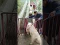 How to Load Pigs Easily: The Simple Funnel Trick!