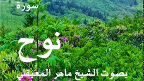 سورة نوح بصوت الشيخ / ماهر المعيقلي 71