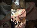 super cutting 🐠🐟 #fishhuntingfishing #fish #cuttingskills #fishinglife #shorts #shortsfeed #trending