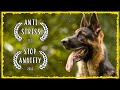 Meditation With German Shepherd ~ Relaxing Piano Music for Dogs and their Owners