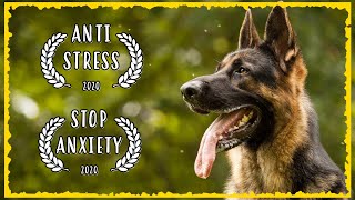 Meditation With German Shepherd ~ Relaxing Piano Music for Dogs and their Owners