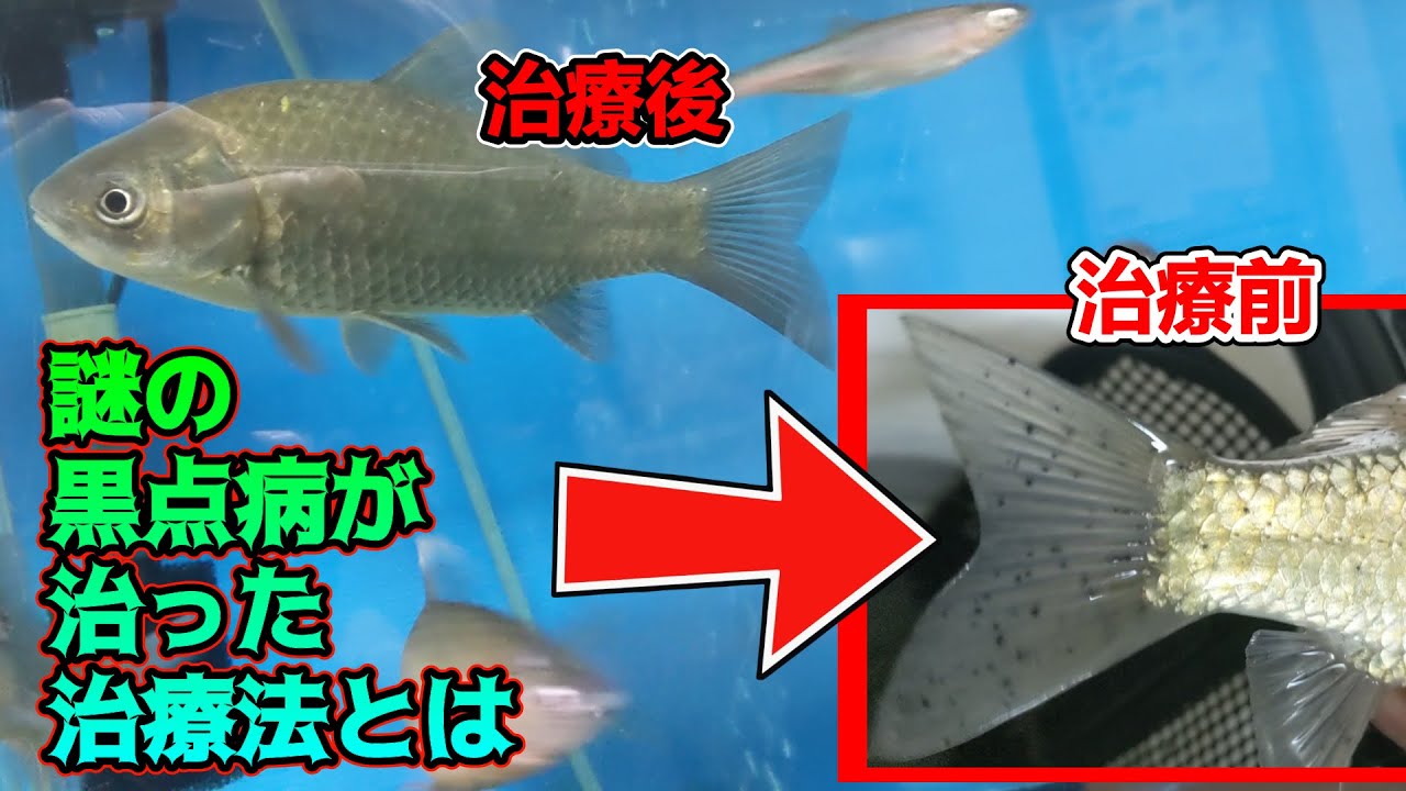 病気のフナが完治した方法 参考 Youtube 病気のフナが完治した方法 参考 Youtube