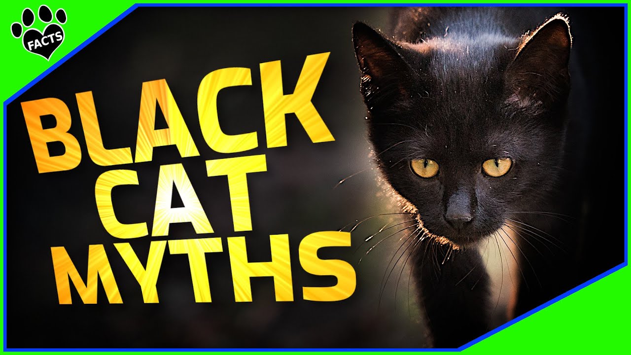 Black Cats Superstitions Myths And Facts Youtube