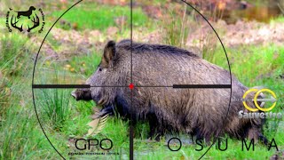 SHOOTING OF 7 WILD BOARS, 1 FAWN AND A FOX  DexterProd@