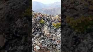 Видео охота на горного тура Дагестан